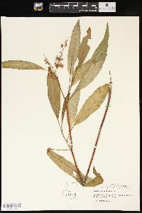 Rumex verticillatus image