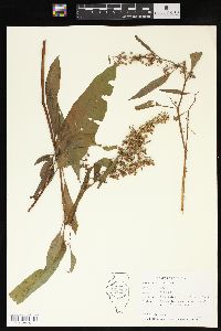 Rumex verticillatus image