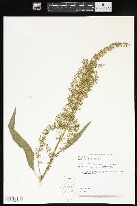 Rumex verticillatus image