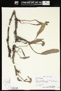 Rumex verticillatus image