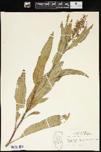 Rumex verticillatus image