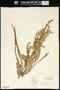 Rumex verticillatus image