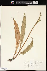 Rumex verticillatus image