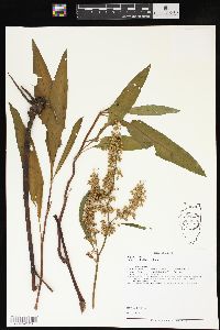 Rumex verticillatus image