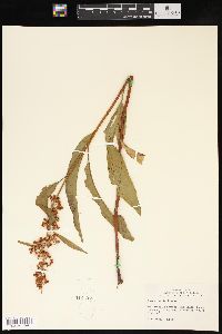 Rumex verticillatus image