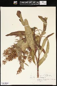 Rumex verticillatus image