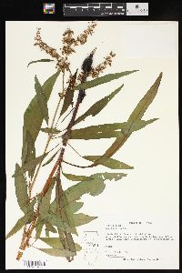 Rumex verticillatus image