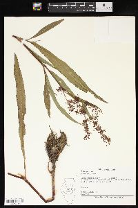 Rumex verticillatus image