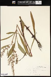 Rumex verticillatus image