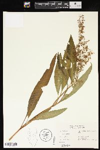 Rumex verticillatus image