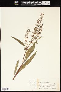 Rumex verticillatus image