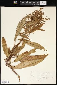 Rumex verticillatus image