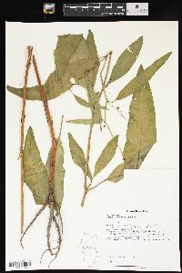 Rumex verticillatus image