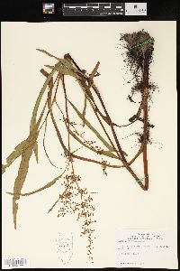 Rumex verticillatus image