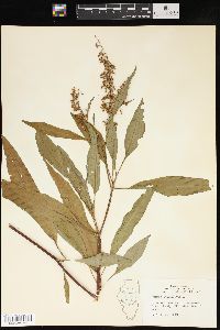 Rumex verticillatus image