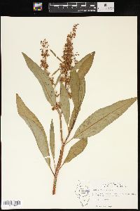 Rumex verticillatus image