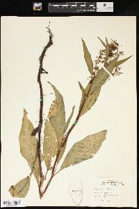 Rumex verticillatus image