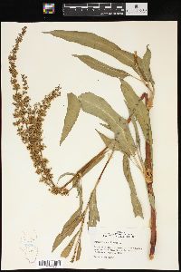 Rumex verticillatus image