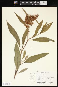 Rumex verticillatus image