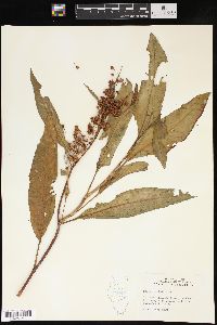 Rumex verticillatus image