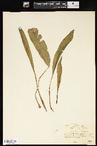 Rumex verticillatus image