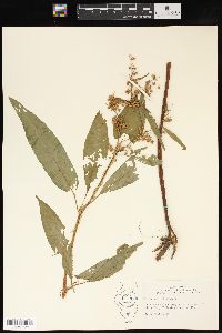 Rumex verticillatus image