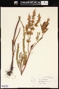 Rumex verticillatus image