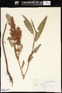 Rumex verticillatus image