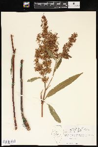 Rumex verticillatus image