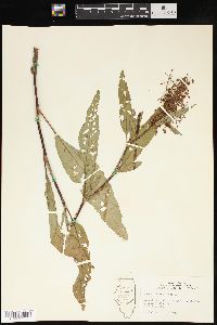 Rumex verticillatus image