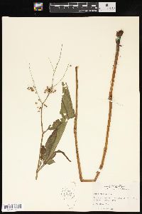 Rumex verticillatus image