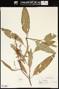 Rumex verticillatus image