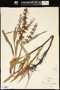 Rumex verticillatus image