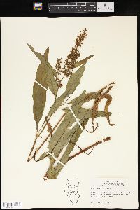 Rumex verticillatus image