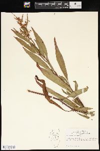 Rumex verticillatus image