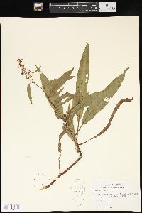 Rumex verticillatus image