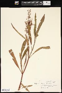 Rumex verticillatus image