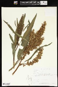 Rumex verticillatus image