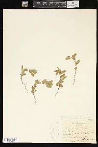 Polygonum achoreum image