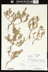 Polygonum achoreum image