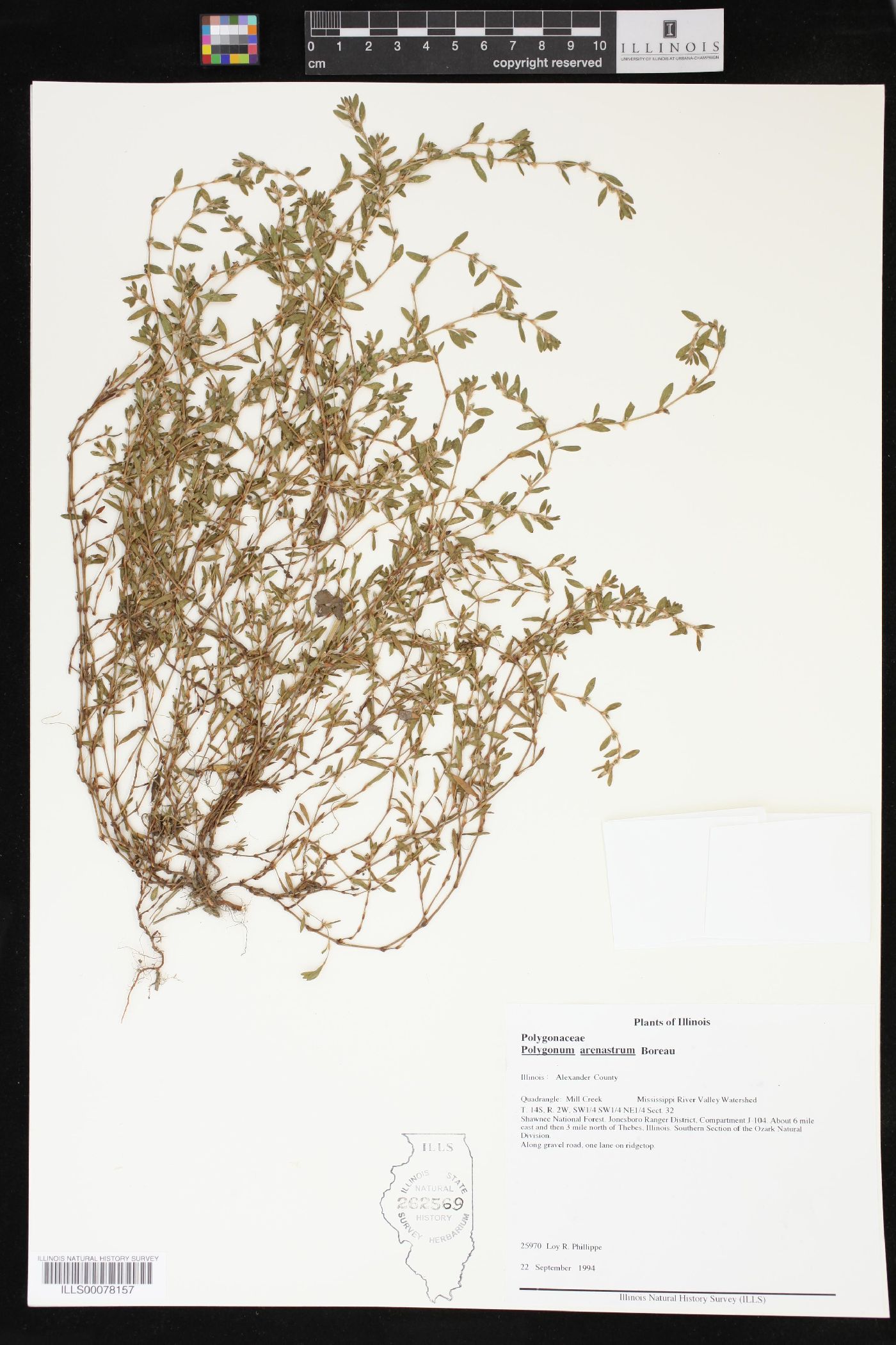 Polygonum arenastrum image