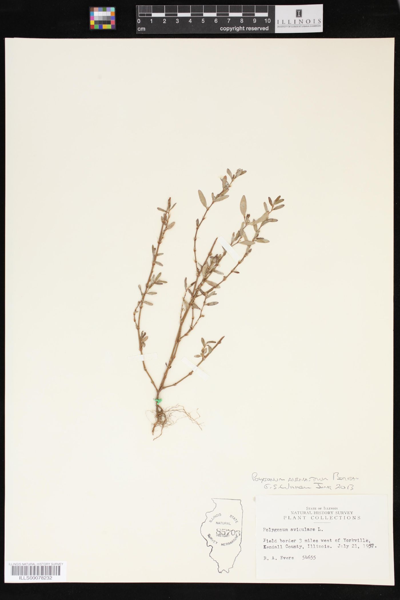 Polygonum arenastrum image