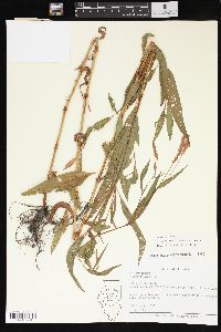 Persicaria bicornis image