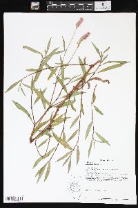 Persicaria bicornis image