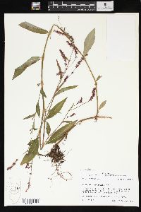 Persicaria longiseta image