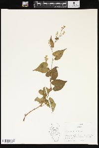 Fallopia cilinodis image