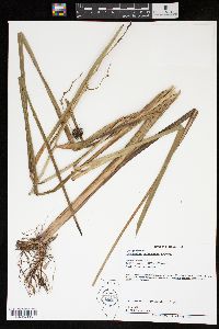 Sparganium eurycarpum image