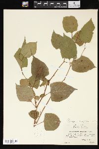 Reynoutria japonica image