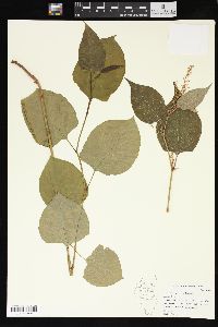 Reynoutria japonica image