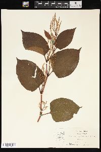 Reynoutria japonica image